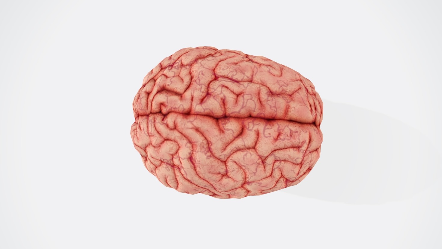 How Brain Plasticity Shapes Learning