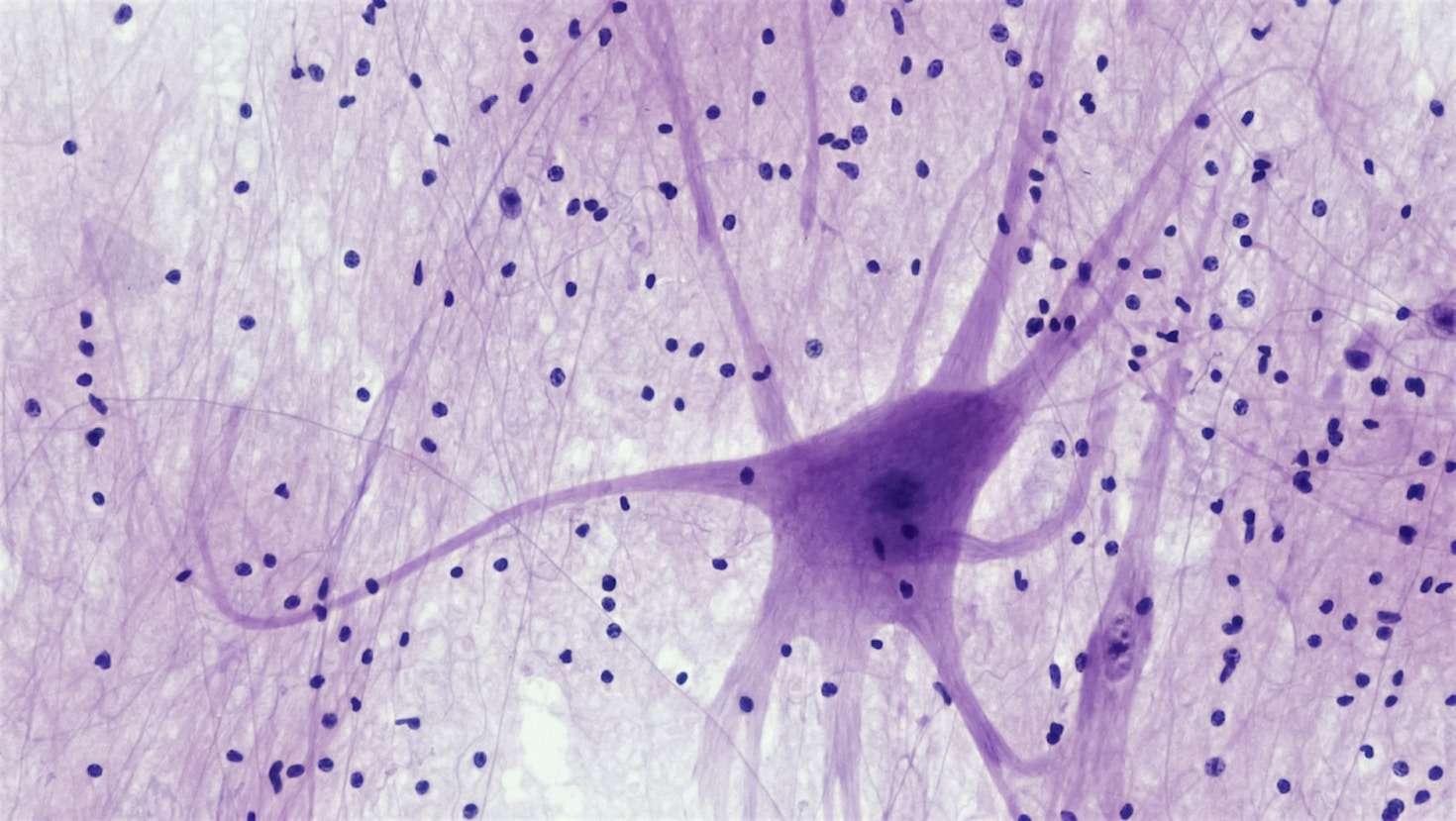 The Role of Neurotransmitters in Behavior